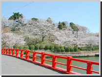 甘木公園の桜