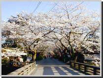 秋月・杉の馬場通りの桜